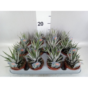 Haworthia fasciata 'Alba'