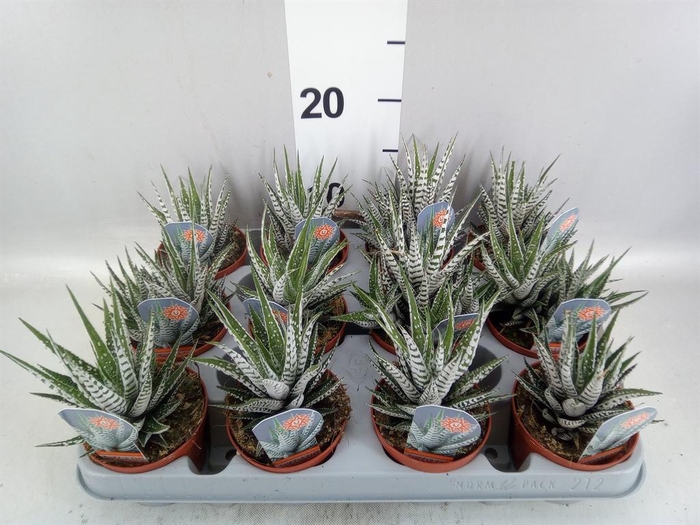<h4>Haworthia fasciata 'Alba'</h4>