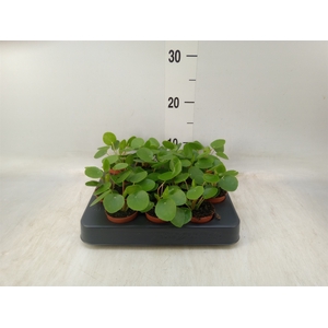 Pilea peperomoides