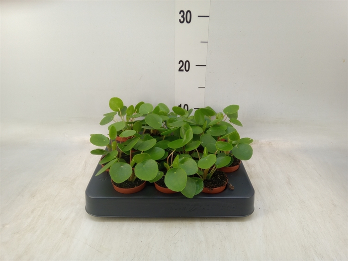 <h4>Pilea peperomoides</h4>