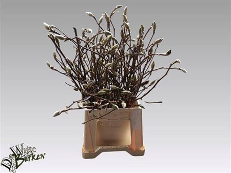 <h4>Magnolia Grandiflora</h4>