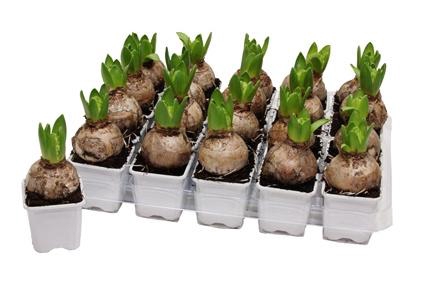 <h4>HYACIN WHITE PEARL</h4>