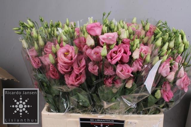 <h4>EUS G ROSI ROSE PINK</h4>