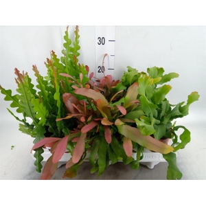 Succulents   ...