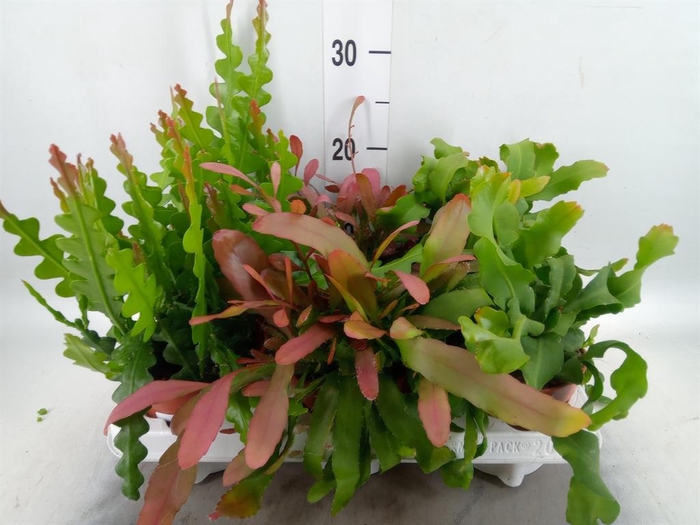 <h4>Succulents   ...</h4>