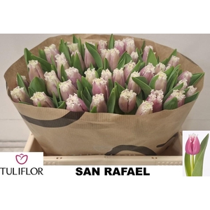 TU FR SAN CHRISTINA