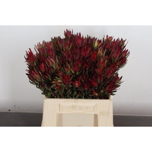 Leucad Sal Blush Spray 40cm