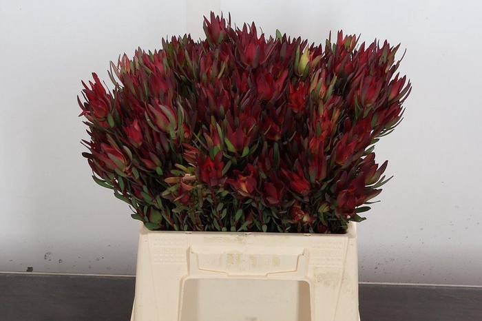 <h4>Leucad Sal Blush Spray 40cm</h4>