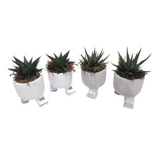 Arr.   Kamerplant Groen L%