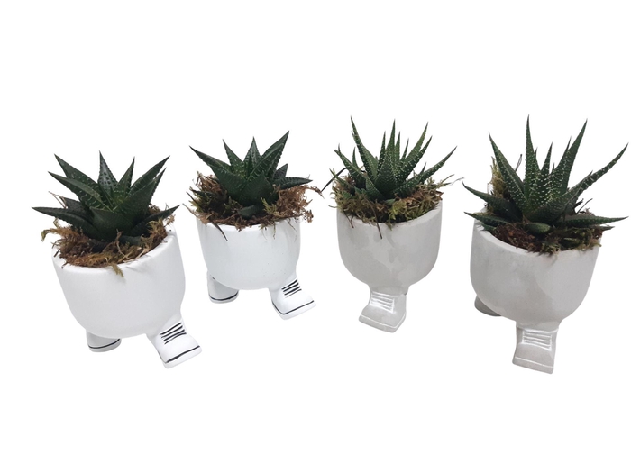 <h4>Arr.   Kamerplant Groen L%</h4>