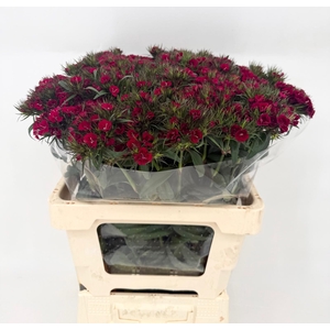 Di Barbatus Red Baron Dark Del Golfo