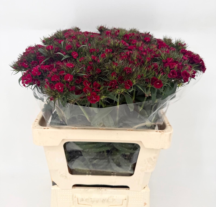 <h4>Di Barbatus Red Baron Dark Del Golfo</h4>