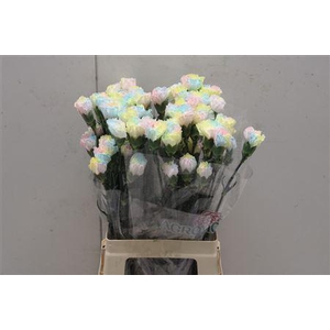 Di St Tinted Pastel 1801