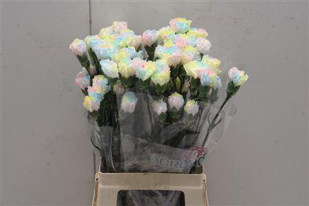 <h4>Di St Tinted Pastel 1801</h4>