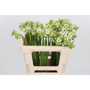 Ornithogalum Saundersiae