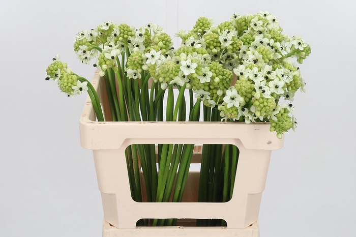 <h4>Ornithogalum Saundersiae</h4>