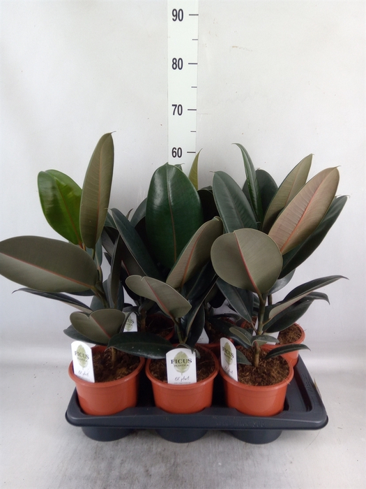 <h4>Ficus elastica 'Abidjan'</h4>