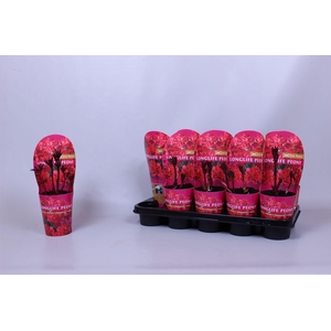 Paeonia 12CM C1 Rood Longlife