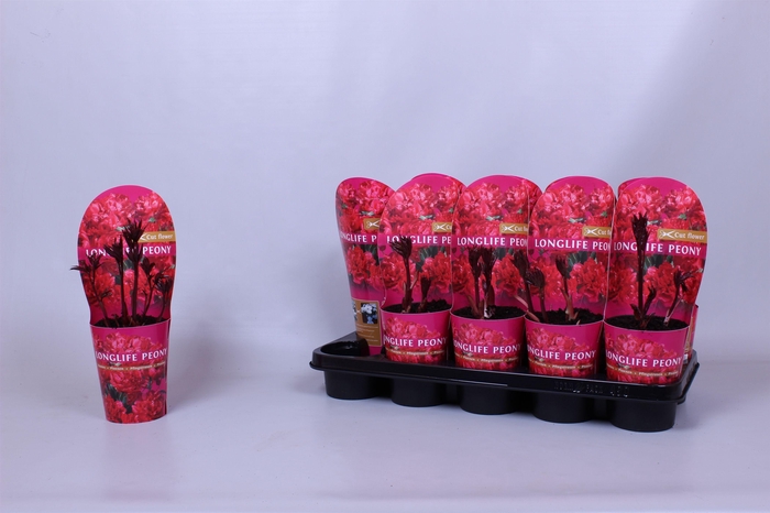 <h4>Paeonia 12CM C1 Rood Longlife</h4>
