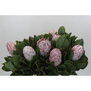 Protea Cynaroides