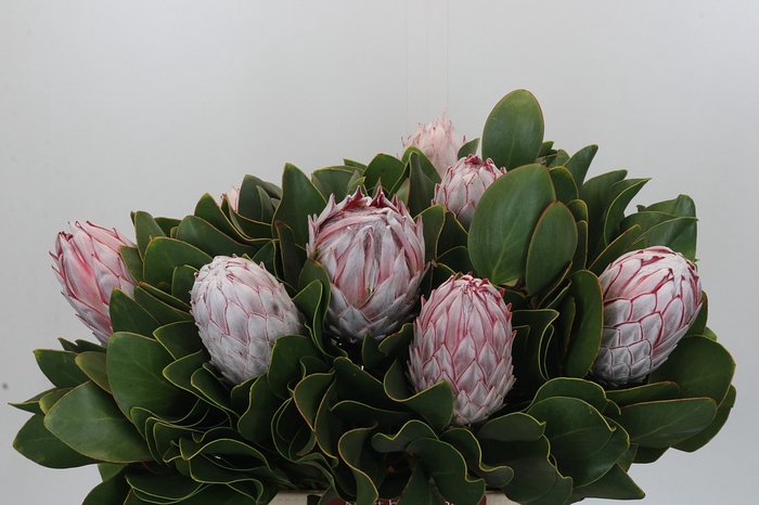 <h4>Protea Cynaroides</h4>