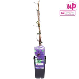 Clematis The Presiden