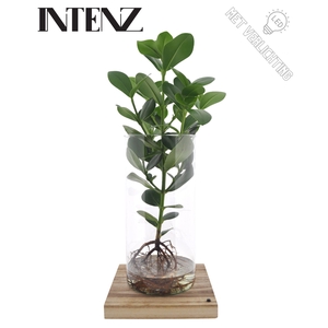 Clusia rosea Princess