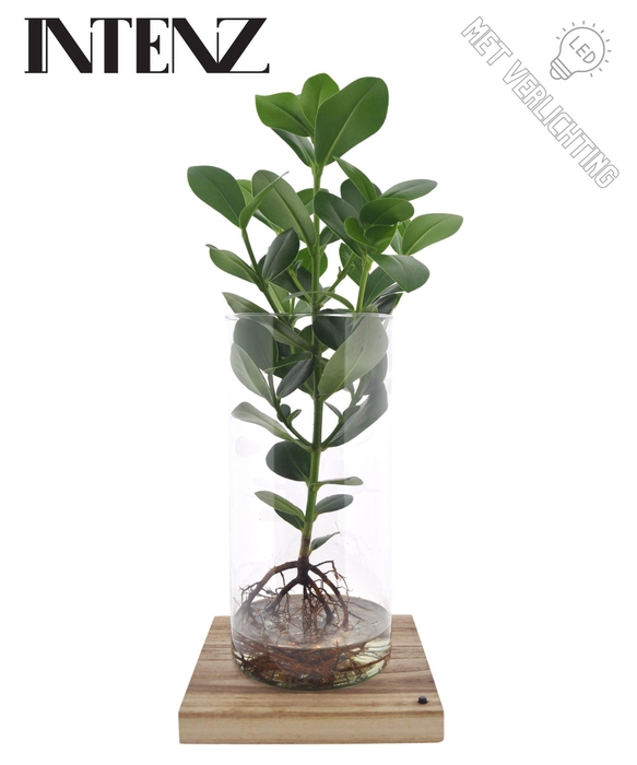 <h4>Clusia rosea Princess</h4>