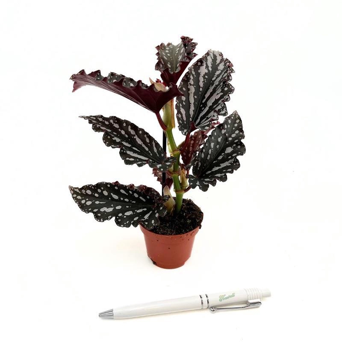 <h4>BEGONIA MACULATA p6</h4>