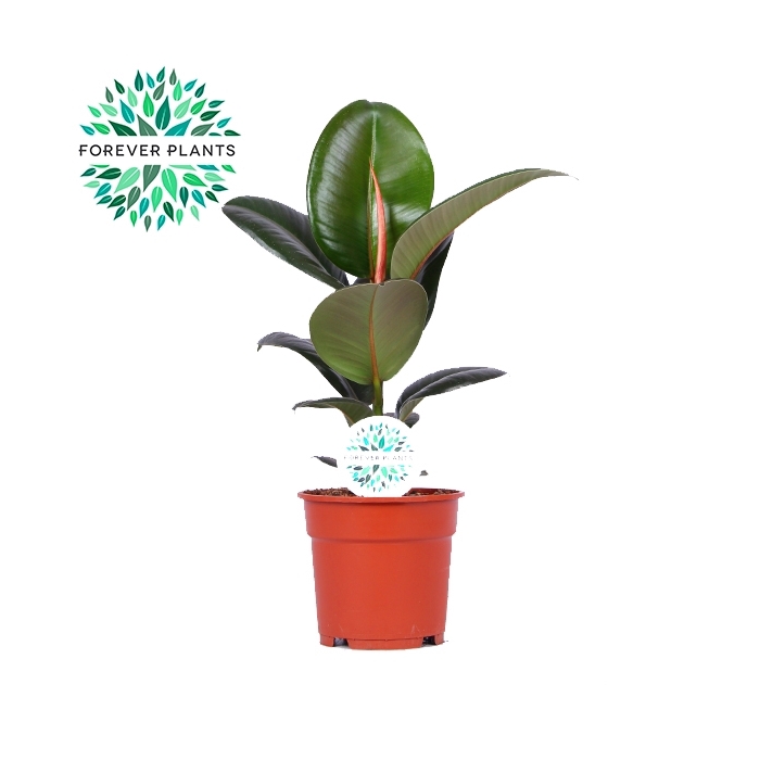 <h4>Elastica Robusta p17</h4>