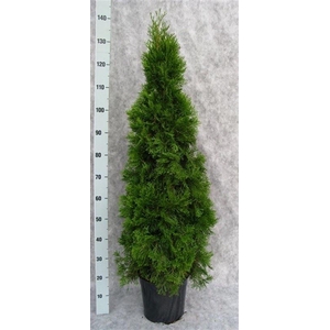 Thuja occid. 'Smaragd'