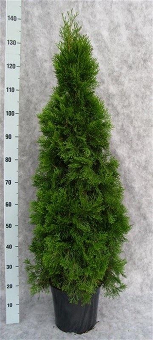 <h4>Thuja occid. 'Smaragd'</h4>
