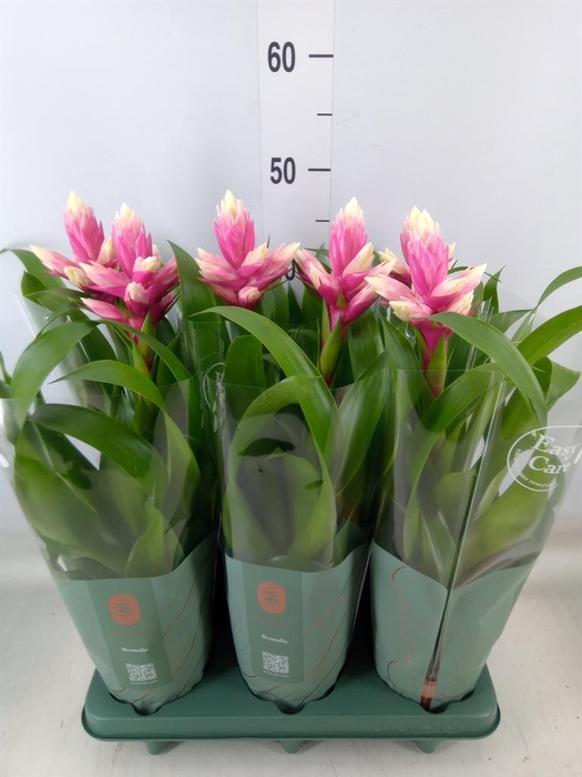 <h4>Guzmania  'Candy'</h4>