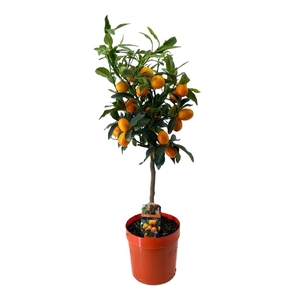 Citrus kumquat