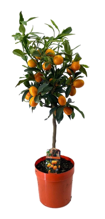 <h4>Citrus kumquat</h4>