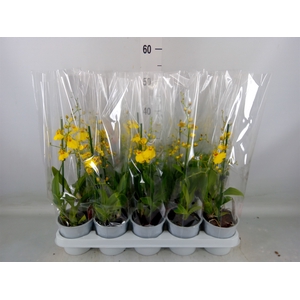 Oncidium   ...