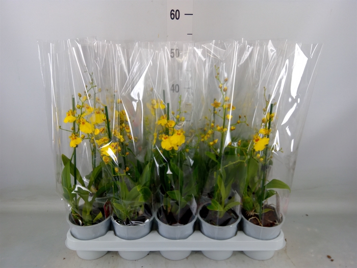 <h4>Oncidium   ...</h4>