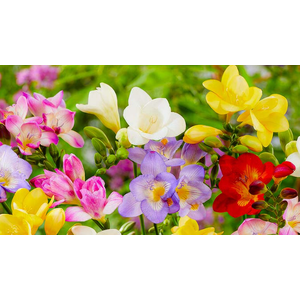 Freesia Lucca