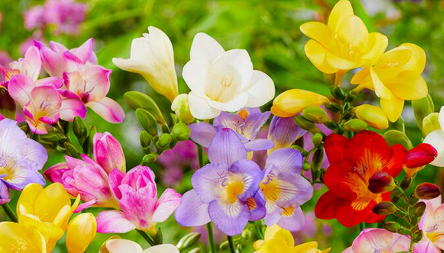 <h4>Freesia Lucca</h4>