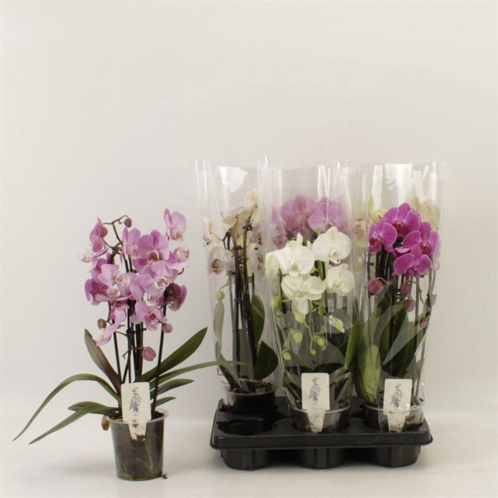 <h4>PHAL EL CASCADE</h4>