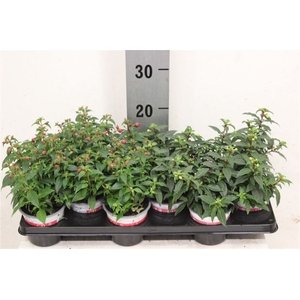 Fuchsia Gemengd Staand