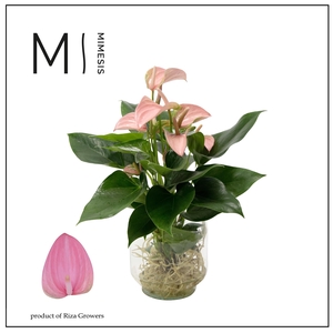 Mimesis Anthurium KARMA Joli - Agua di Karma Melkbus