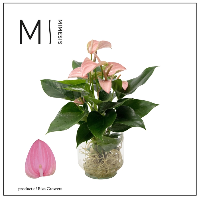<h4>Mimesis Anthurium KARMA Joli - Agua di Karma Melkbus</h4>