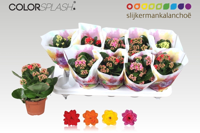 <h4>KAL GE GEM 4 KL</h4>