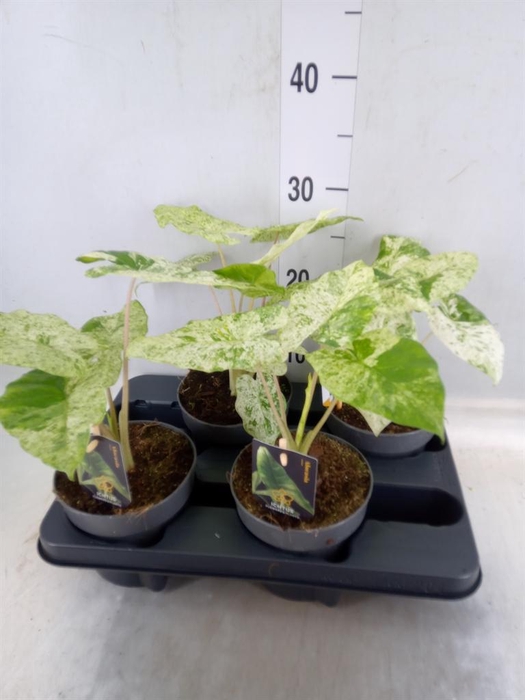 <h4>Alocasia   ...</h4>