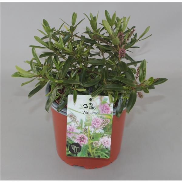 <h4>Hebe 'Wiri Joy' C2</h4>