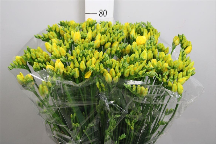 <h4>Fr Du Boulevard</h4>