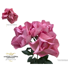 Rosa Spray Pink Butterfly