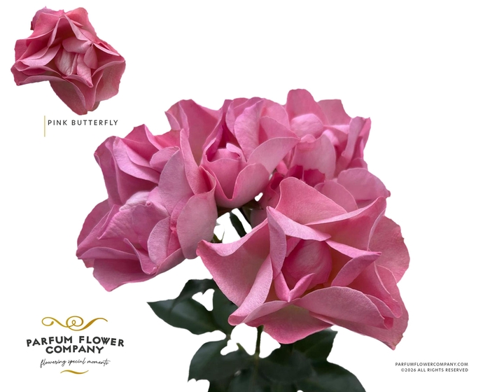 <h4>Rosa Spray Pink Butterfly</h4>