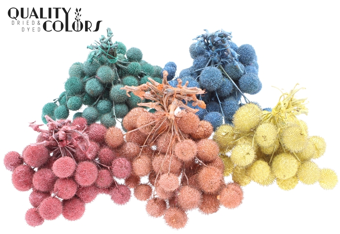 Small ball per bunch in poly Pearl Mix